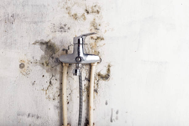 Best Commercial Mold Remediation in Peru, IL
